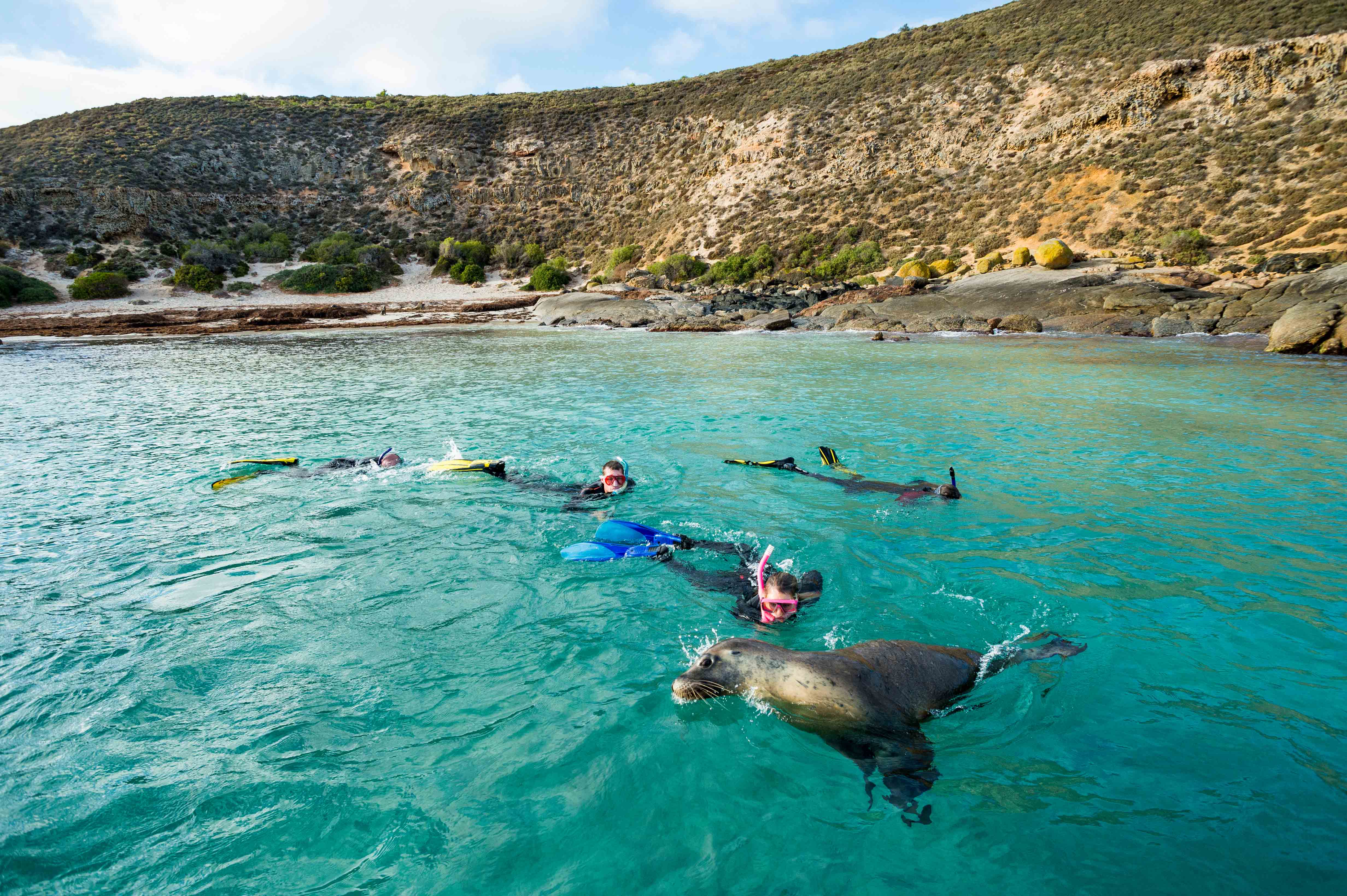 Schwimmen mit Seehunden