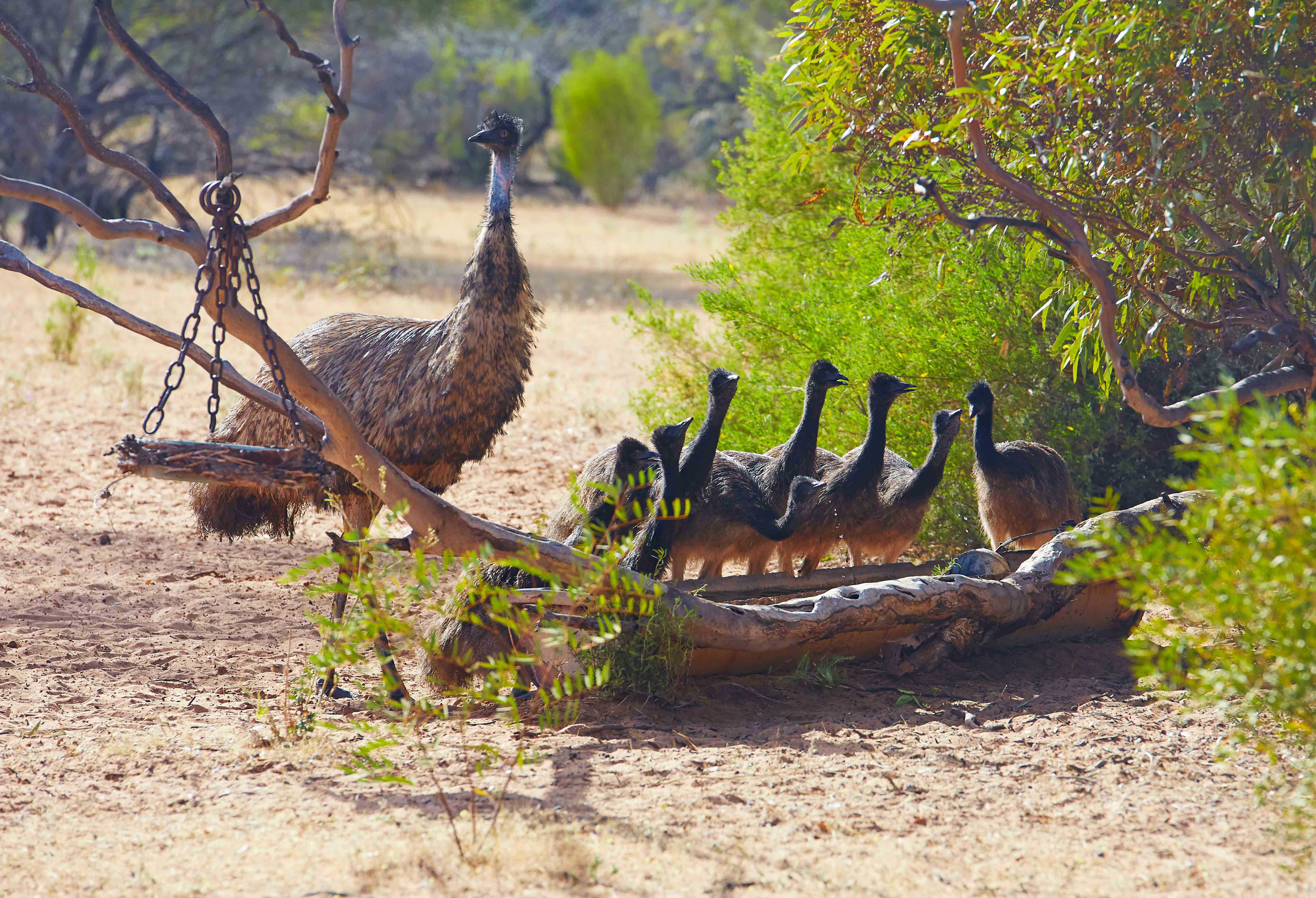 Emus am Kangaluna Camp, Hawler Ranges